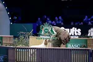 Crufts 2026 Main Arena Prints: Gundog Display