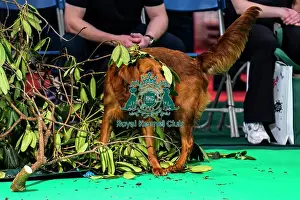 Display Prints: Gundog Display Dog Activities Stand