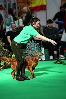 Display Prints: Gundog Display Dog Activities Stand