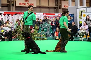 Golden Retriever Prints: Gundog Display Dog Activities Stand