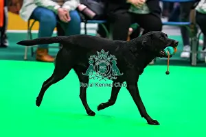 Display Prints: Gundog Display Dog Activities Stand
