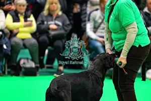 Display Prints: Gundog Display Dog Activities Stand