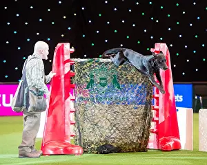 Gundog Display - Kipperidge Gundogs