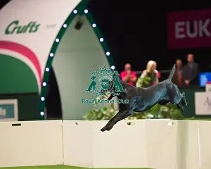 Crufts 2016 Prints: Gundog Display - Philippa Williams