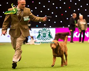 Gundog Group