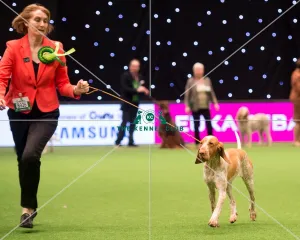Gundog Group