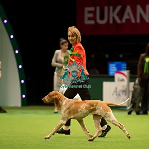 Gundog Group