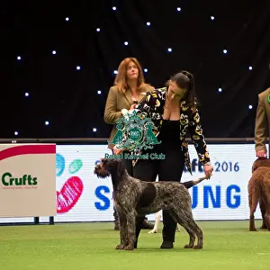 Gundog Group