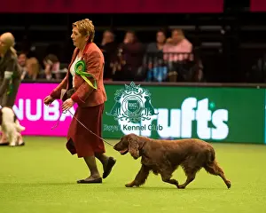 Gundog Group