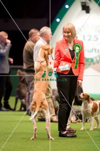 Gundog Group
