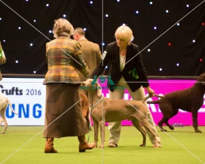 Gundog Group