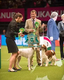 Best In Group Prints: Gundog Group 2