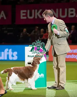 Best In Group Prints: Gundog Group 3