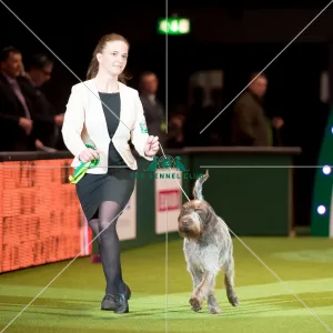 Gundog Group - AV Imported Register