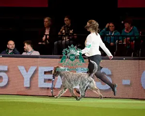 Crufts 2016 Prints: Gundog Group - AV Imported Register