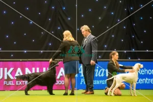 Gundog Group judging