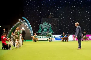 Gundog Group judging