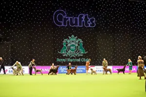 Gundog group judging