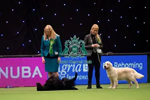 Gundog Group judging