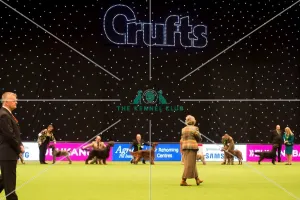 Gundog Group judging