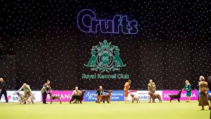 Gundog Group judging