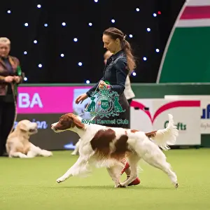Gundog Group judging