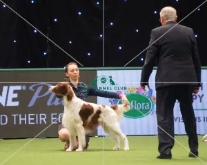 Gundog Group judging