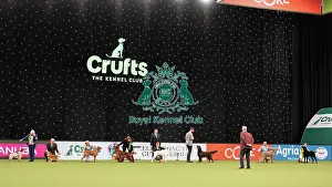 Gundog Group Judging Crufts 2022