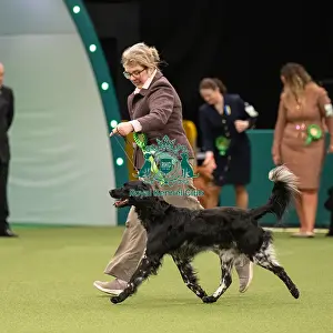 Gundog Group Judging Crufts 2022