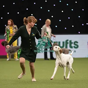 Gundog Group Judging Crufts 2022