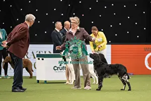 Gundog Group Judging Crufts 2022