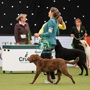 Gundog Group Judging Crufts 2022
