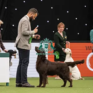 Gundog Group Judging Crufts 2022