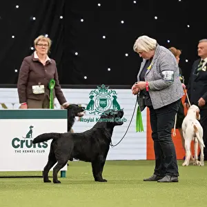 Gundog Group Judging Crufts 2022
