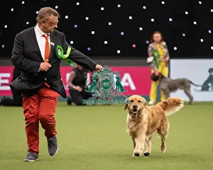 Gundog Group Judging Crufts 2022