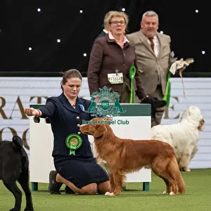 Gundog Group Judging Crufts 2022