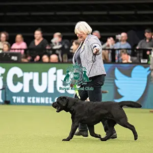 Gundog Group Judging Crufts 2022