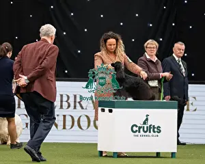 Gundog Group Judging Crufts 2022