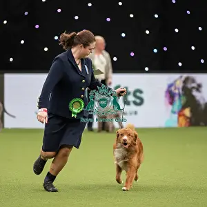 Gundog Group Judging Crufts 2022