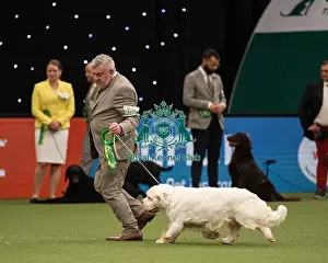 Gundog Group Judging Crufts 2022