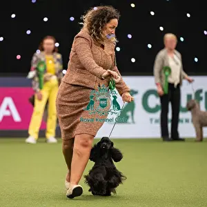 Gundog Group Judging Crufts 2022