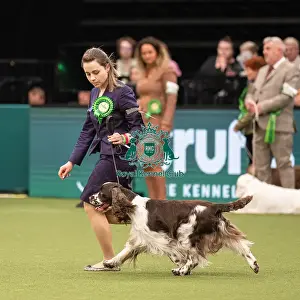 Gundog Group Judging Crufts 2022