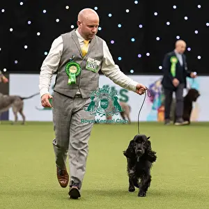 Gundog Group Judging Crufts 2022