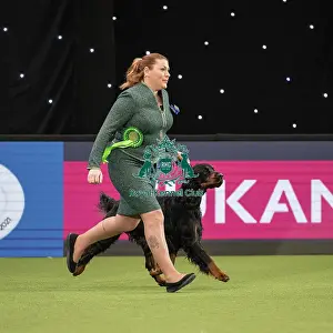 Gundog Group Judging Crufts 2022