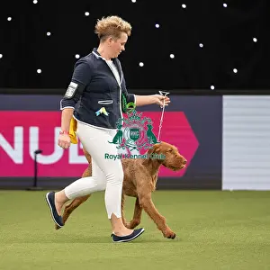 Gundog Group Judging Crufts 2022