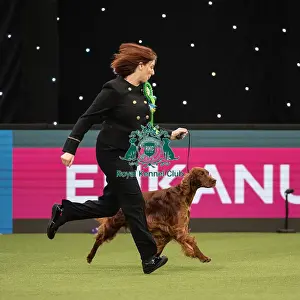 Gundog Group Judging Crufts 2022