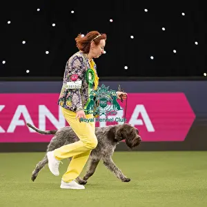 Gundog Group Judging Crufts 2022