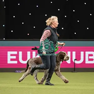 Gundog Group Judging Crufts 2022