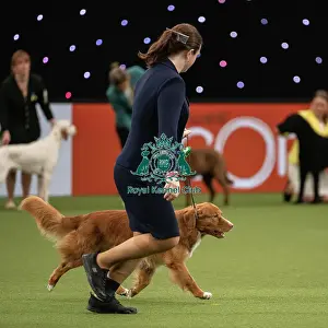 Gundog Group Judging Crufts 2022