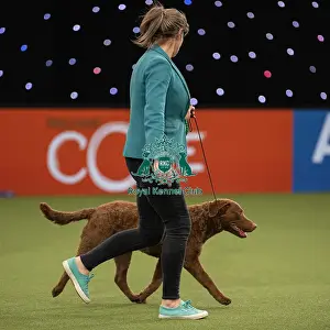 Gundog Group Judging Crufts 2022